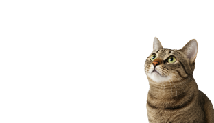 ცხოველები