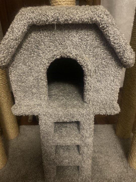 დიდი კატების სახლის კომპლექსი ნაკაწრებით